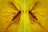 Seven Fossil Flies (Diptera) In Baltic Amber #145407-1